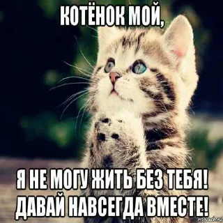 😔 emoji котик Telegram sticker 17 of 30