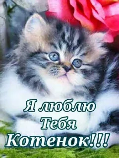 😏 emoji котик Telegram sticker 20 of 30