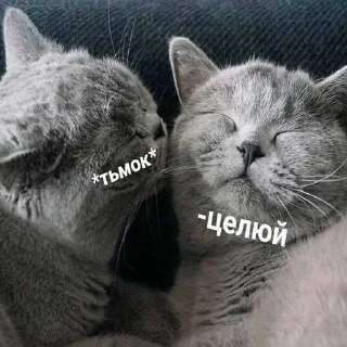 ☺️ emoji котик Telegram sticker 15 of 30