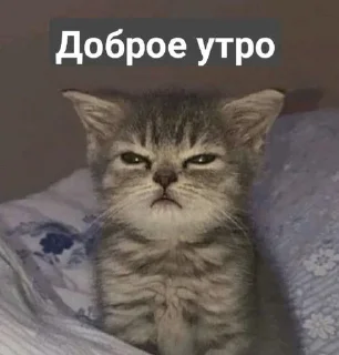 🌟 emoji котик Telegram sticker 22 of 30