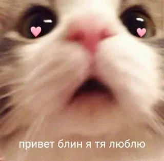 🤙 emoji котик Telegram sticker 23 of 30