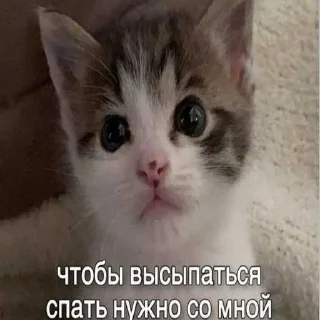 😎 emoji котик Telegram sticker 2 of 30