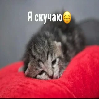 🥹 emoji котик Telegram sticker 8 of 30