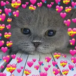 😘 emoji котик Telegram sticker 13 of 30