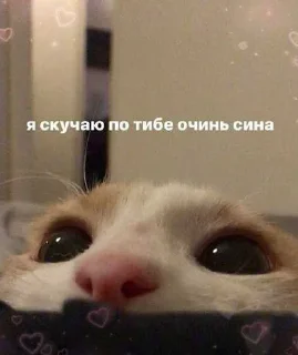 😜 emoji котик Telegram sticker 6 of 30