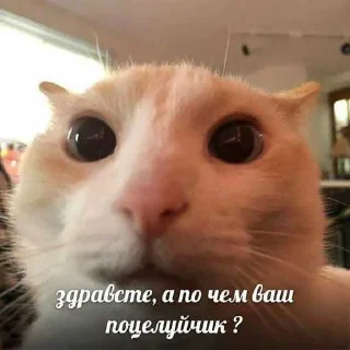 😱 emoji котик Telegram sticker 5 of 30