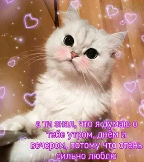😁 emoji котик Telegram sticker 9 of 30