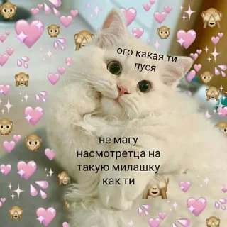 😭 emoji котик Telegram sticker 19 of 30