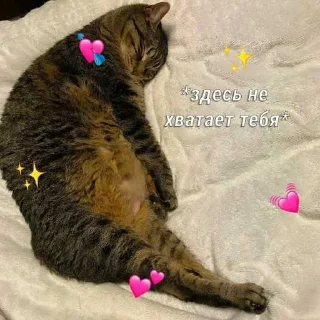 😭 emoji котик Telegram sticker 11 of 30