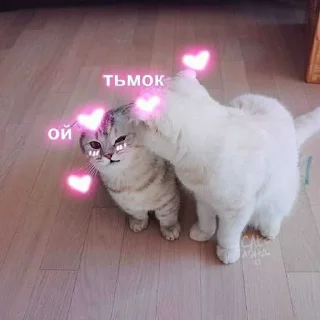 😭 emoji котик Telegram sticker 7 of 30