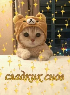 🌟 emoji котик Telegram sticker 24 of 30