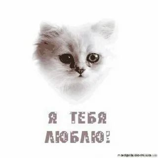 😳 emoji котик Telegram sticker 18 of 30