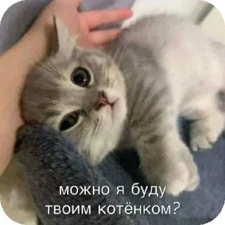 😜 emoji котик Telegram sticker 1 of 30