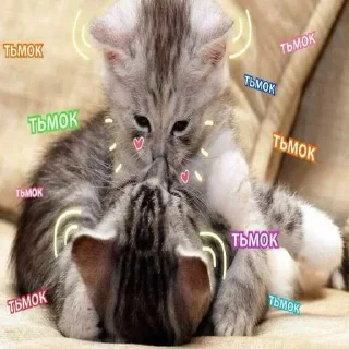 😳 emoji котик Telegram sticker 16 of 30