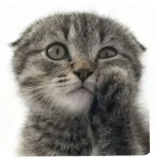 Sticker from БОЛЬШЕ ⇨ @CLOOBHUB КОТЫ СТИКЕРЫ ТЕЛЕГРАМ КОТ МЕМ