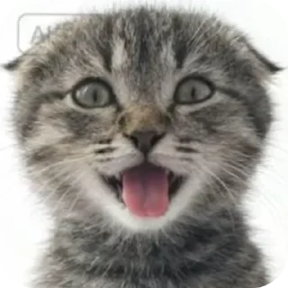 Sticker from БОЛЬШЕ ⇨ @CLOOBHUB КОТЫ СТИКЕРЫ ТЕЛЕГРАМ КОТ МЕМ
