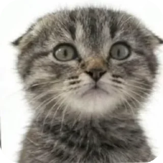Sticker from БОЛЬШЕ ⇨ @CLOOBHUB КОТЫ СТИКЕРЫ ТЕЛЕГРАМ КОТ МЕМ