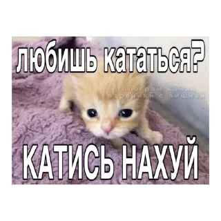😠 emoji котики🤏🏻 Telegram sticker 7 of 36