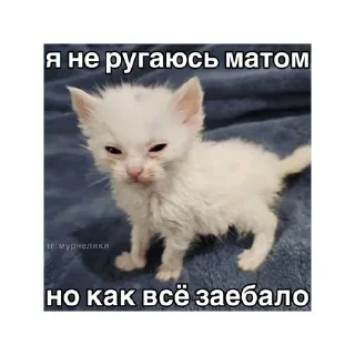 🥴 emoji котики🤏🏻 Telegram sticker 23 of 36