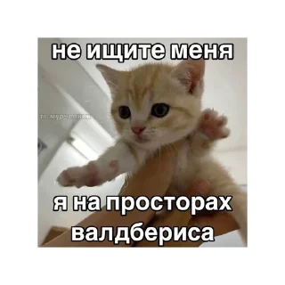 🥰 emoji котики🤏🏻 Telegram sticker 5 of 36