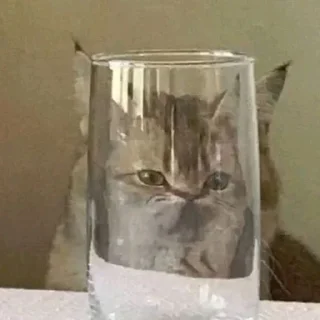 Sticker from котики
