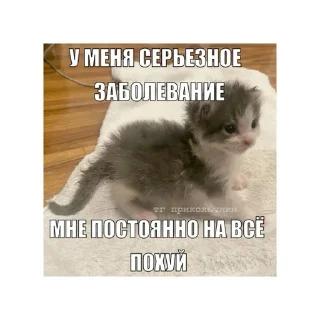 😛 emoji котики🤏🏻 Telegram sticker 14 of 36