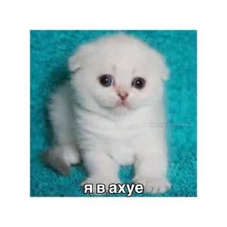 😨 emoji котики🤏🏻 Telegram sticker 12 of 36