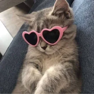 Sticker from Котики