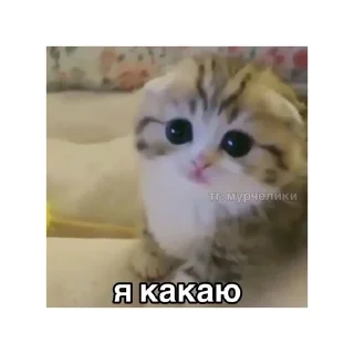 🤠 emoji котики🤏🏻 Telegram sticker 9 of 36