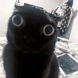Sticker from Котики