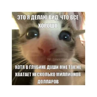 🤧 emoji котики🤏🏻 Telegram sticker 6 of 36