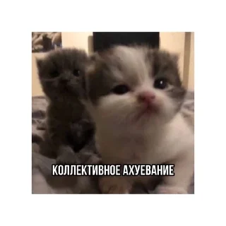 😱 emoji котики🤏🏻 Telegram sticker 13 of 36