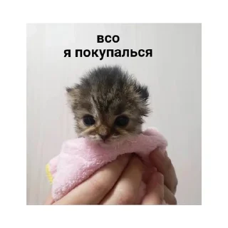 🛁 emoji котики🤏🏻 Telegram sticker 20 of 36