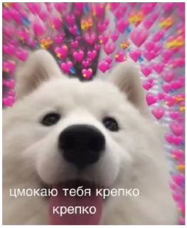 Sticker from Kiss