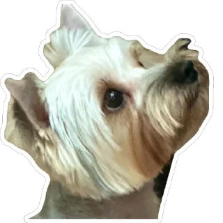 Sticker from Джо-Джо