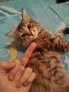 Sticker from Рыыыыыыыся