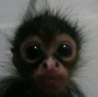 Sticker from Funny monkey