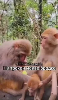 🌟 emoji Бебезяны Telegram sticker 23 of 54