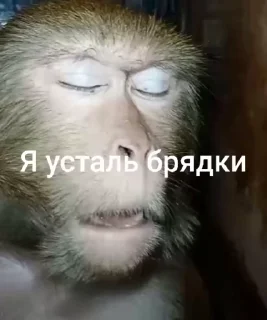 🌟 emoji Бебезяны Telegram sticker 13 of 54