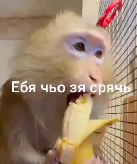 🌟 emoji Бебезяны Telegram sticker 11 of 54