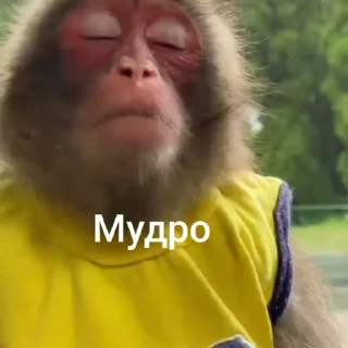 🌟 emoji Бебезяны Telegram sticker 24 of 54