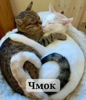 Sticker from 💍Skopnox💍