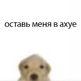 Sticker from пес