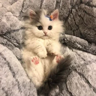 Sticker from cute cat<3