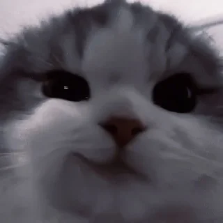 Sticker from cute cat<3