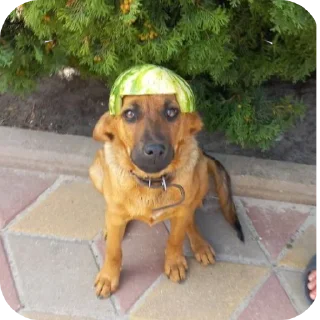 🐶 emoji ZVONчик @tgfonts_bot Telegram sticker 7 of 7