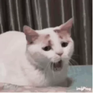 🐱 emoji kisuli🐱 Telegram sticker 20 of 30