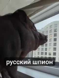 🐷 emoji Україна понад усе!💛💙✊️ Telegram sticker 23 of 99