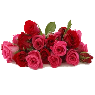 🌹 emoji @sticksbb 🩷 <- канал со стиками Telegram sticker 4 of 45