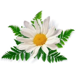 🌹 emoji @sticksbb 🩷 <- канал со стиками Telegram sticker 5 of 45